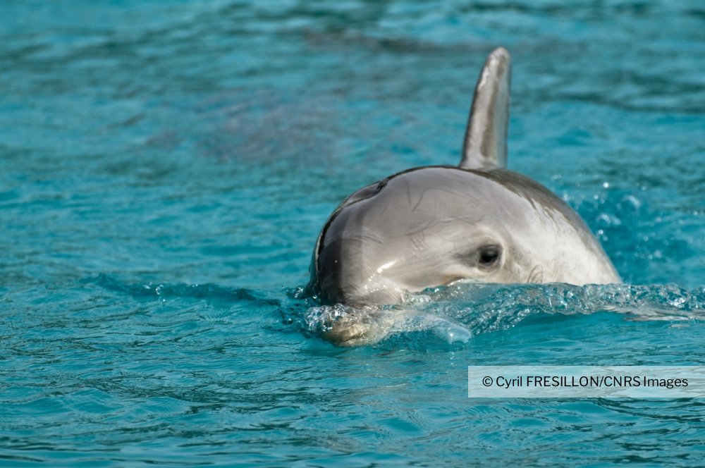 Grand dauphin, Tursiops truncatus, du parc Planète sauvage. Grâce à un  partenariat avec ce parc
