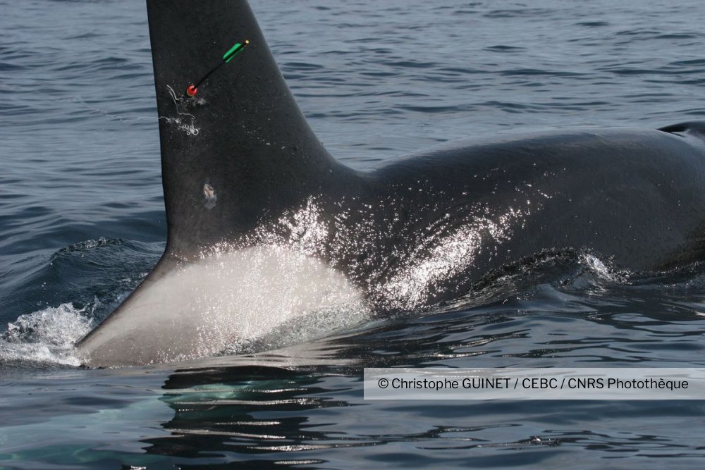 Pose De Balise Argos Sur Une Orque Equipee En Alaska Dans Le Cadre D Un Programme De Suivi Du Mouv Cnrs Images