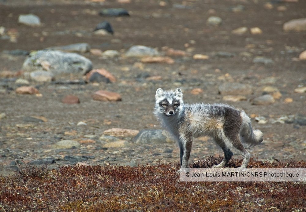 Un Predateur De Pontes Le Renard Polaire Alopex Lagopus Dans La Region D Arviat Nunavut Canada Cnrs Images