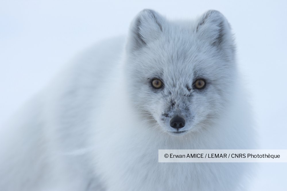 Renard Polaire Aux Abords De La Station De Daneborg Au Groenland Cnrs Images