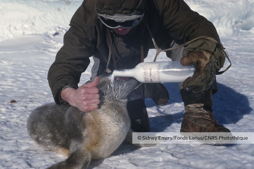 Alimentation D Un Bebe Phoque Abandonne Par Sa Mere Cnrs Images