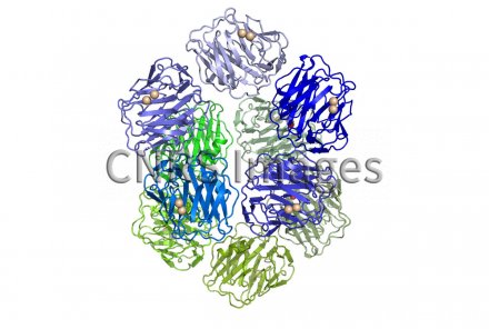 Structure cristalline d'un dimère de pentamère de la protéine C ...