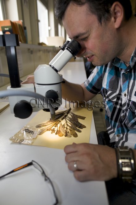 Observation à la loupe binoculaire de détails comme la pubescence ou les  fleurs microscopiques d'un