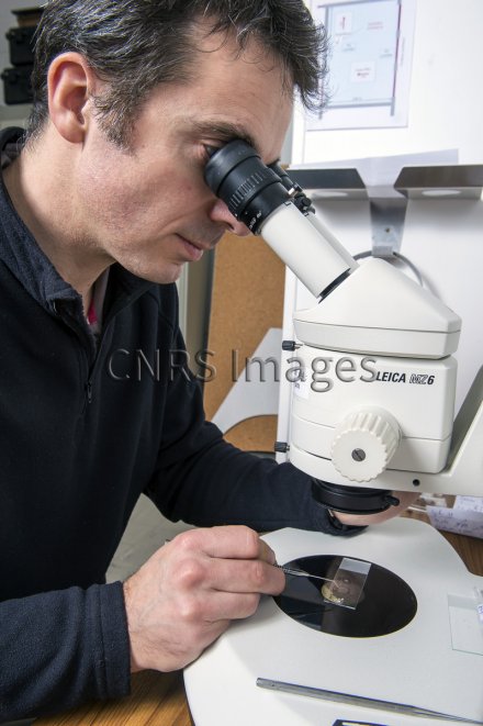 Observation de cristaux à la loupe binoculaire