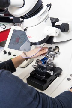 Observation au microscope optique d'une section transversale de 3  micromètres d'épaisseur de tissus